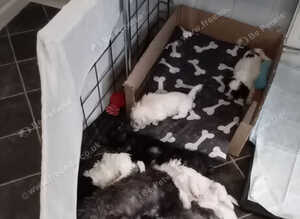4 Malshipoo puppy's for sale