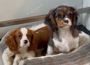 Merle cavalier King Charles spaniel