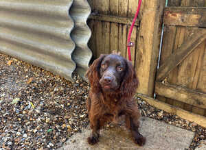 Two beautiful working cocker spaniels