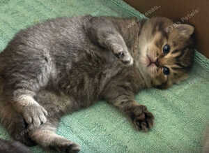 2 x beautiful shorthair kittens