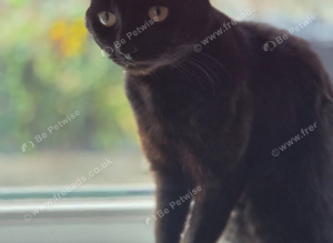 Black cat