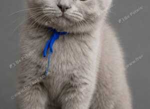 GCCF Registered Lilac British Shorthair