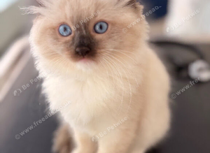 Ragdoll Kittens Pedigree Registered