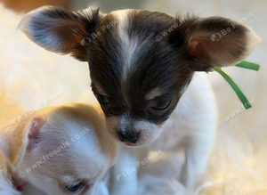 Tiny KC Registered & fully dna tested  Chihuahua Puppies