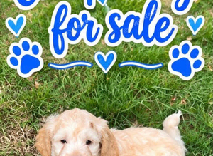 Cavapoo puppies