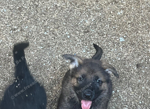 Big beautiful German shepherd puppies