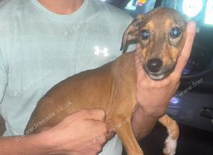 Saluki greyhound