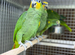 Amzon talking parrot