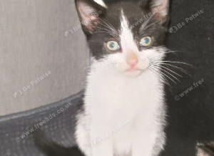 Tabby/ ragdoll
