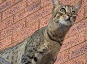 Koji my savannah.