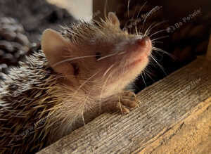 Baby tenrec