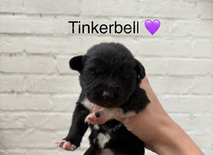 Cocker Spaniel x Border Kelpie