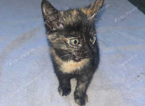 Black tortoise shell