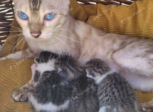 Kittens-half bengals kittens ready for a new home.