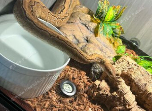 Female ball python and set up
