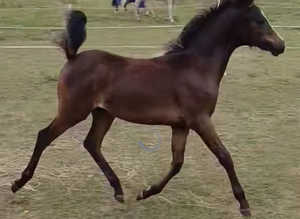 Beautiful show pony filly