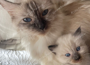 Ragdoll kitten