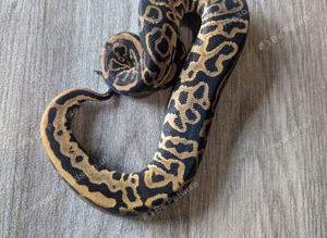 Leopard royal python