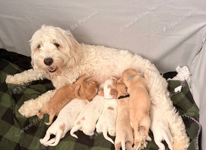 Cockapoo puppies
