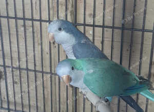 Quaker Parrot