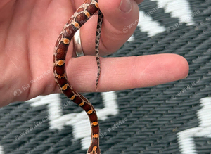 Baby corn snakes &pound;40 each