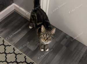 Tabby Cat
