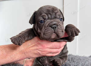 Stunning Big Rope, Velvet & Rojo French Bulldogs