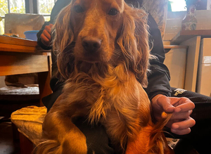 Proven Cocker Spaniel