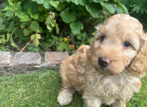 F1b cockapoo puppies