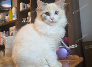 8 month old Ragdoll/Persian Cross female