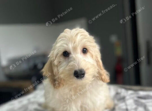 Bluebell 2 f1b cockapoo boys ready to be viewed