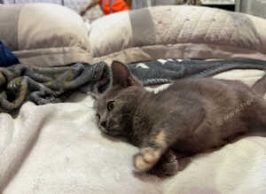 Ragdoll