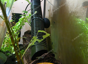 Neocardina Shrimp - full setup