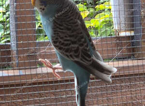 Baby budgie