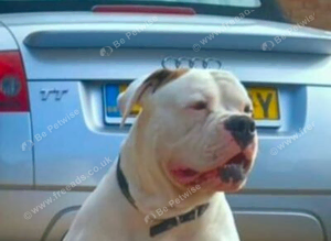 Johnson American Bulldog ** STUD **