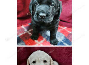 Labrador Retriever Puppies