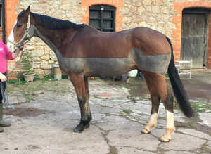 Clipping Services