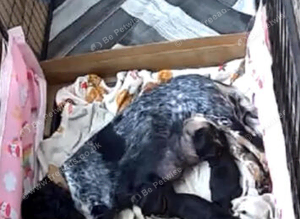 Beautiful cocker spaniel