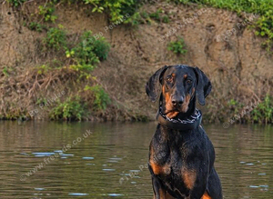 Doberman to stud