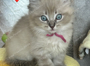 STUNNING FEMALE RAGDOLL KITTEN READY NOW