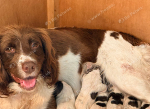 Beautifully marked pedigree springer spaniel puppies