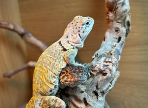 Female Proven Collard Lizards at Birmingham Reptiles