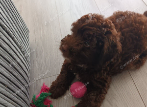 1 chocholate boy left F1b cockerpoo