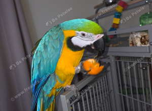 8 years Macaw