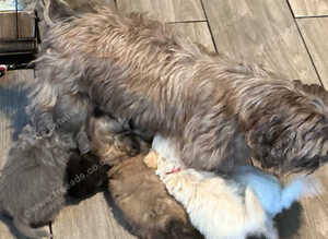 imperial shih tzu