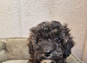 Stunning f2b cockapoo boy