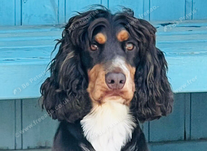* for stud only* kc registered cocker spaniel!
