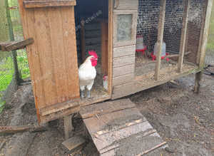 Breast Chicken hatching eggs