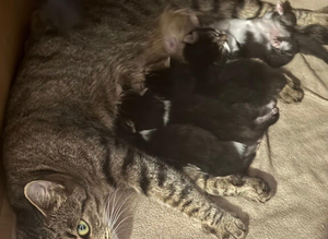 4 Beautiful kittens