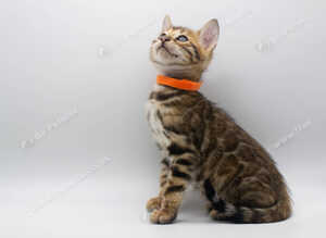 Stunning TICA Registered Bengal Kittens